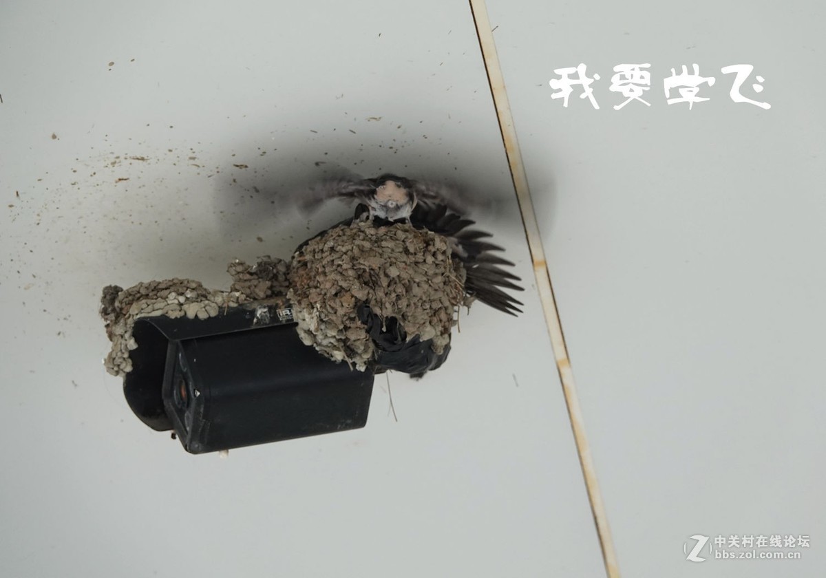 小燕子长大很艰辛