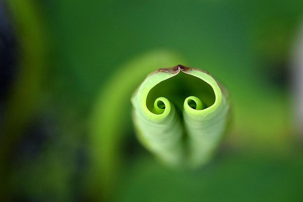 一双美丽的大眼睛