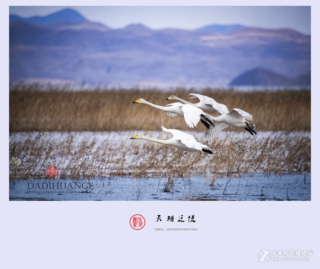 天鹅迁徙