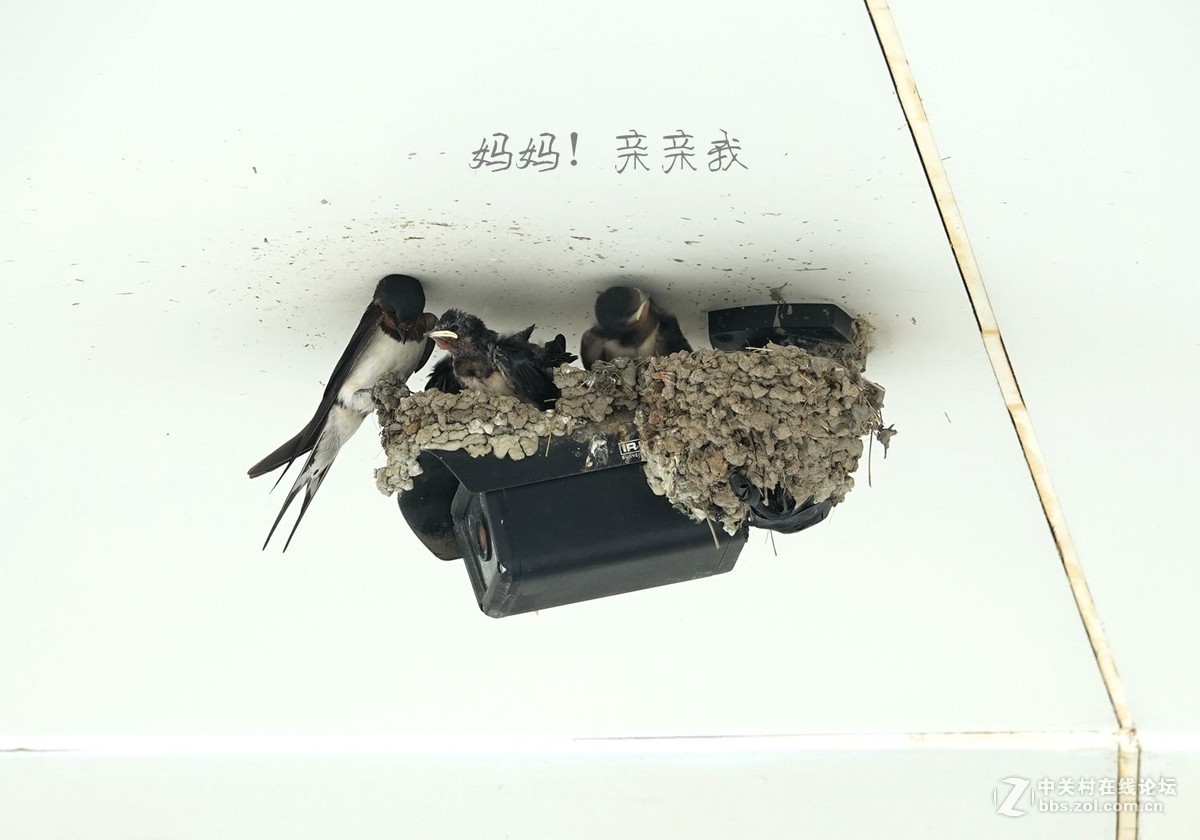 小燕子长大很艰辛