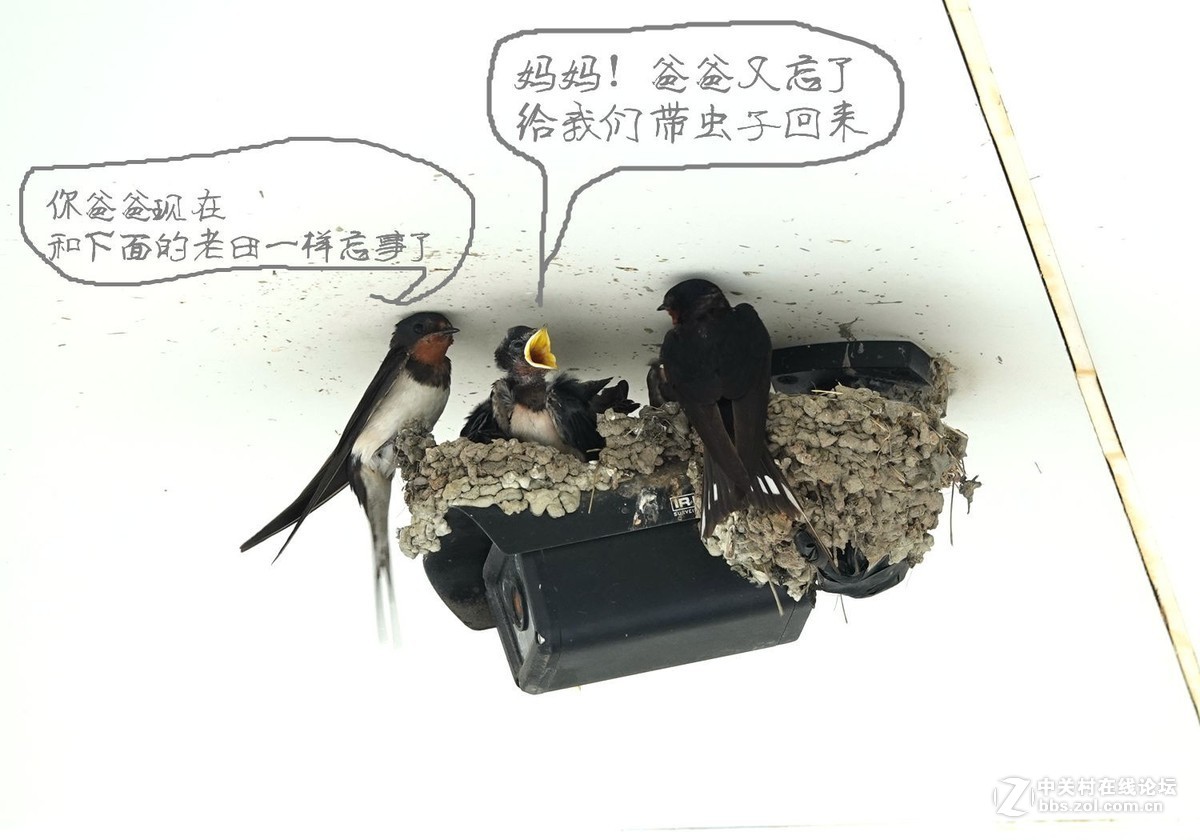 小燕子长大很艰辛