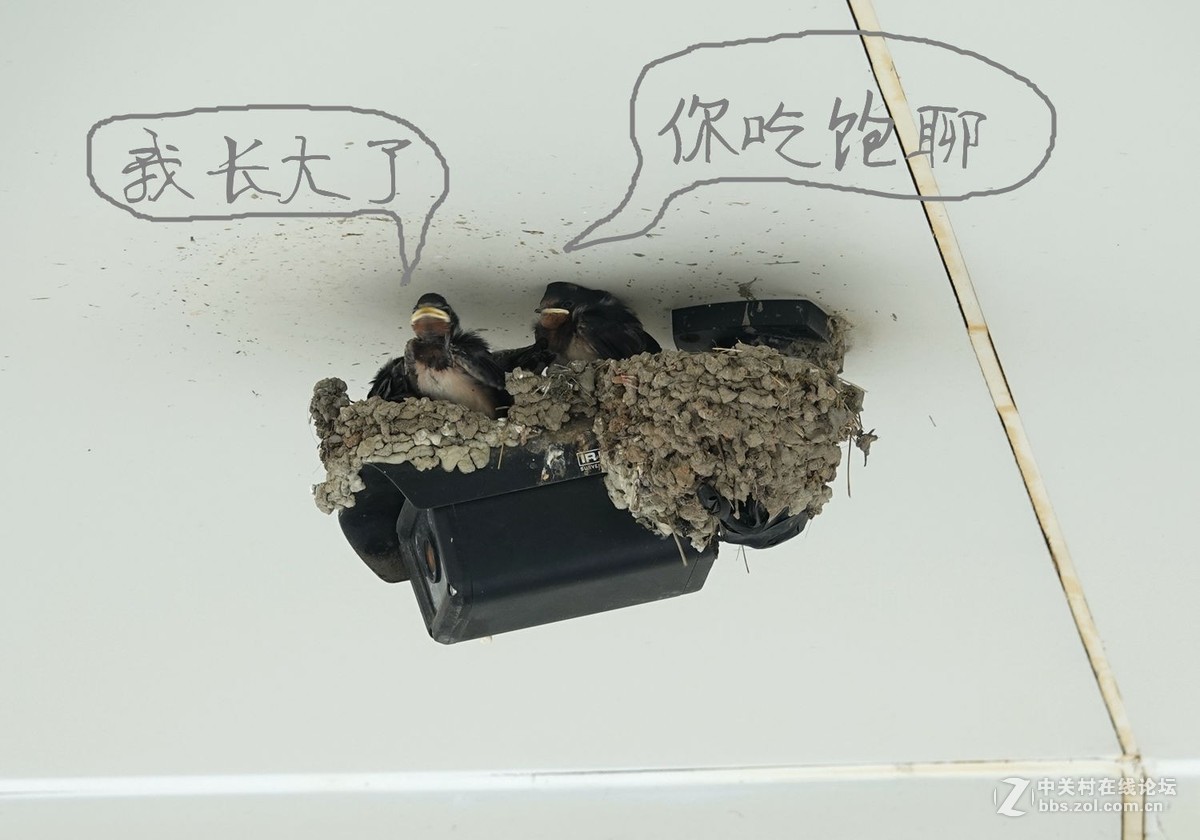 小燕子长大很艰辛