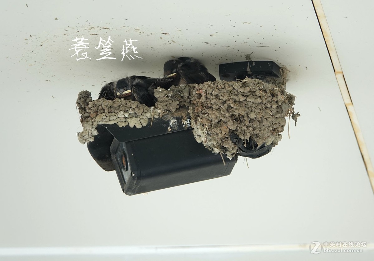 小燕子长大很艰辛