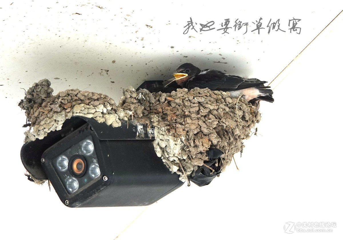 小燕子长大很艰辛