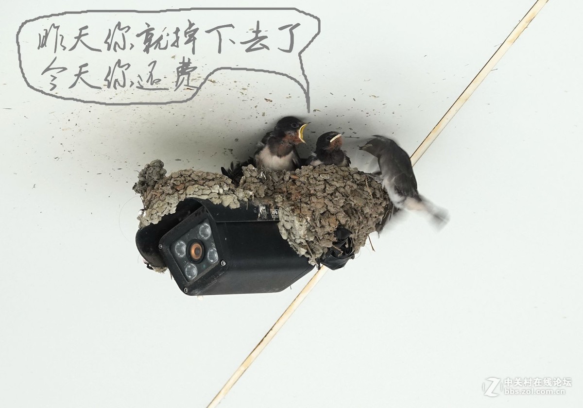 小燕子长大很艰辛