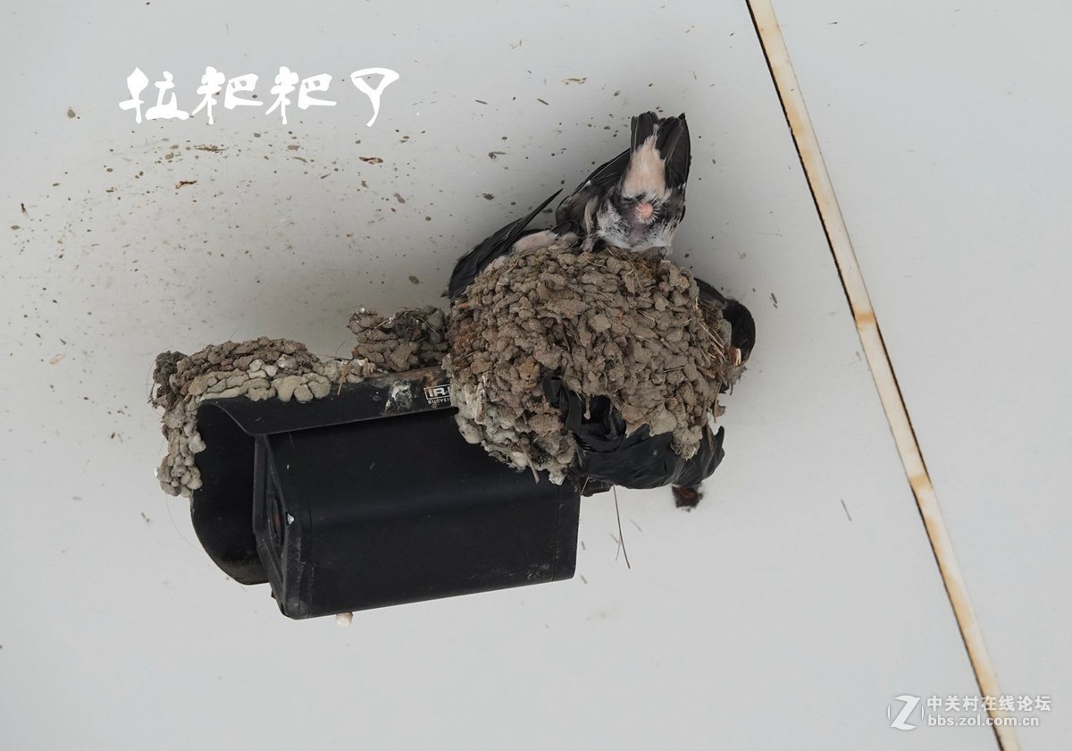 小燕子长大很艰辛