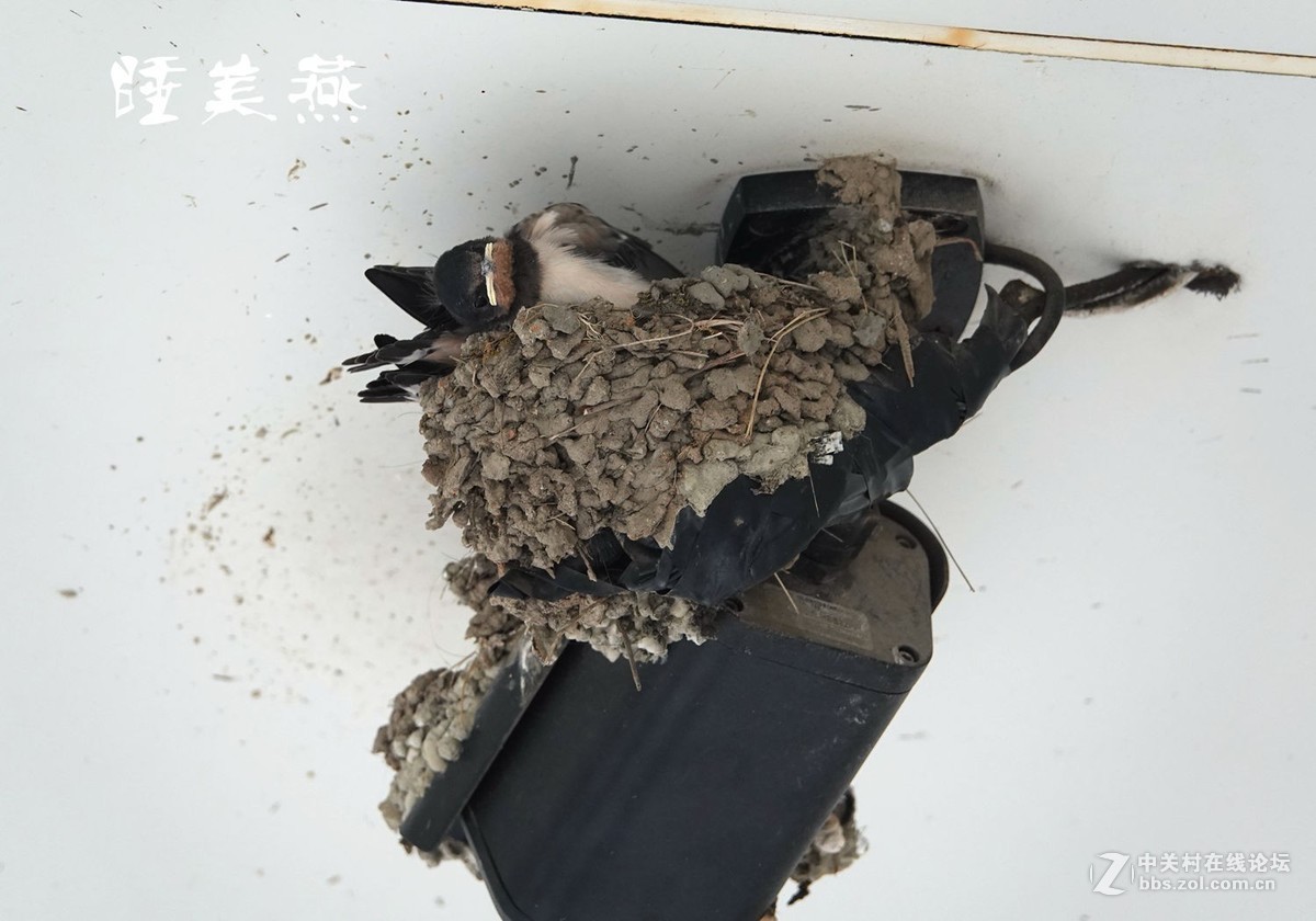 小燕子长大很艰辛