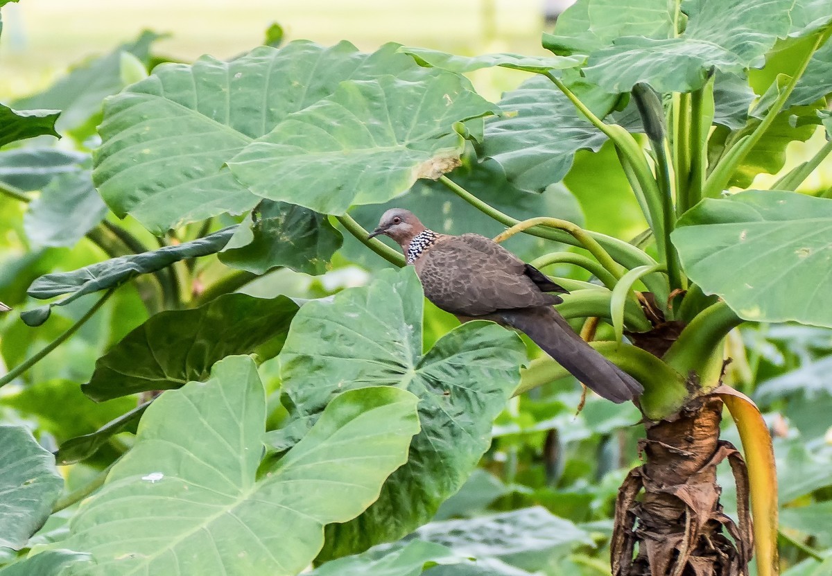 周末于广州二沙岛闲拍（EM-10II+40-150狗头）