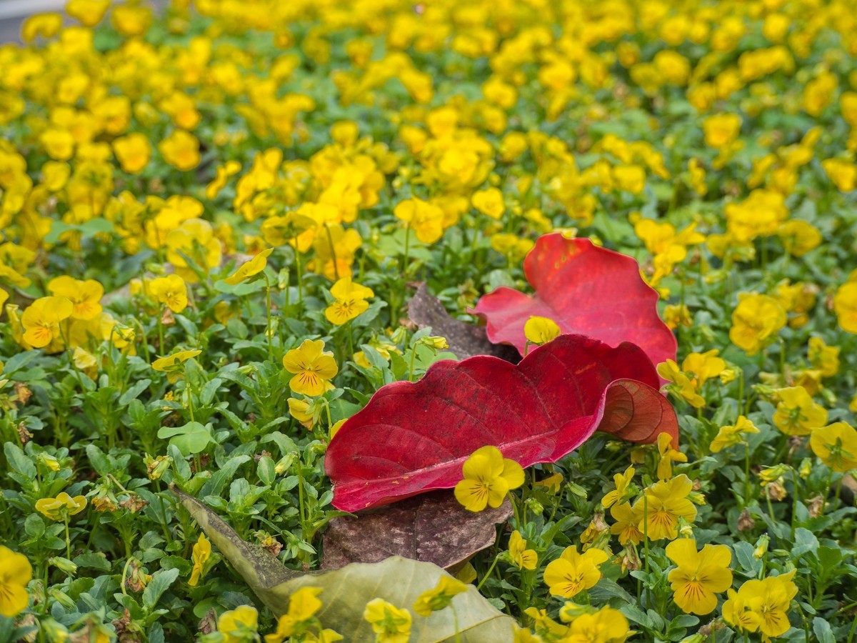 周末于广州二沙岛闲拍（EM-10II+40-150狗头）