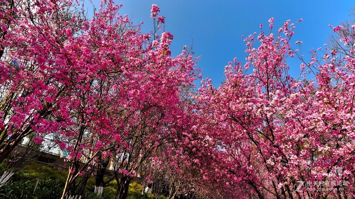 昆明圆通山2海棠花樱花绽放游人如潮