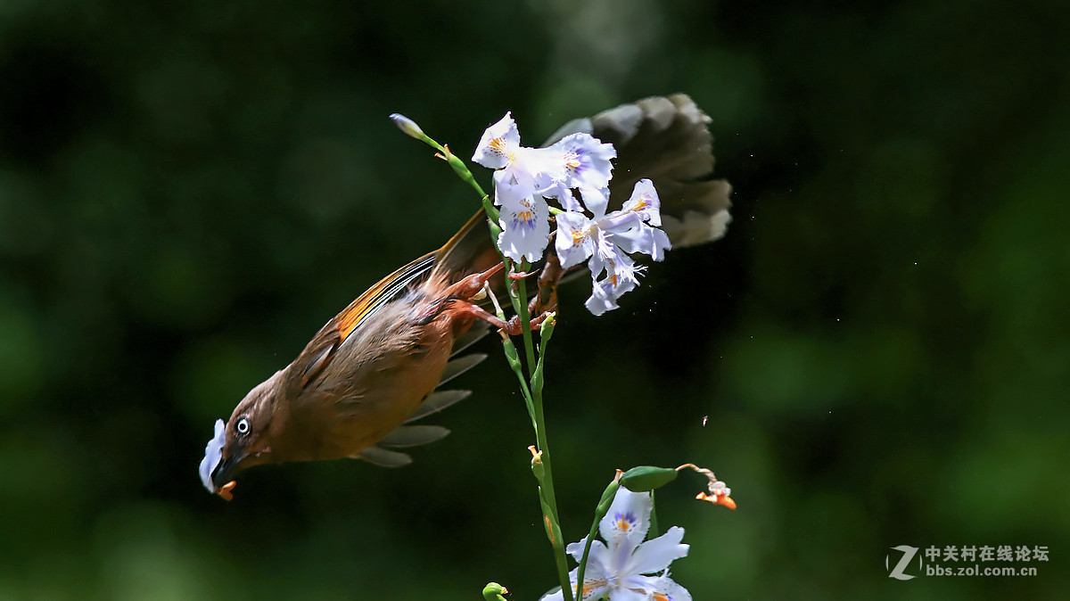 急速抓拍飞版--橙翅噪鹛