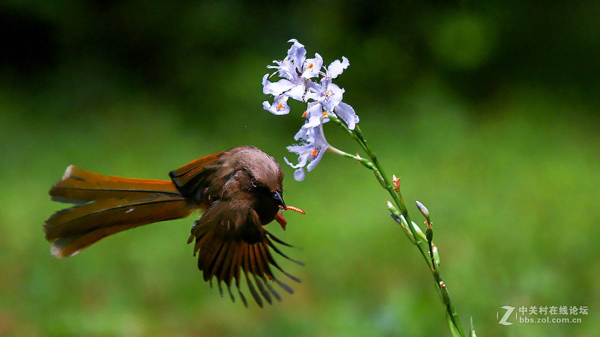 急速抓拍飞版--橙翅噪鹛