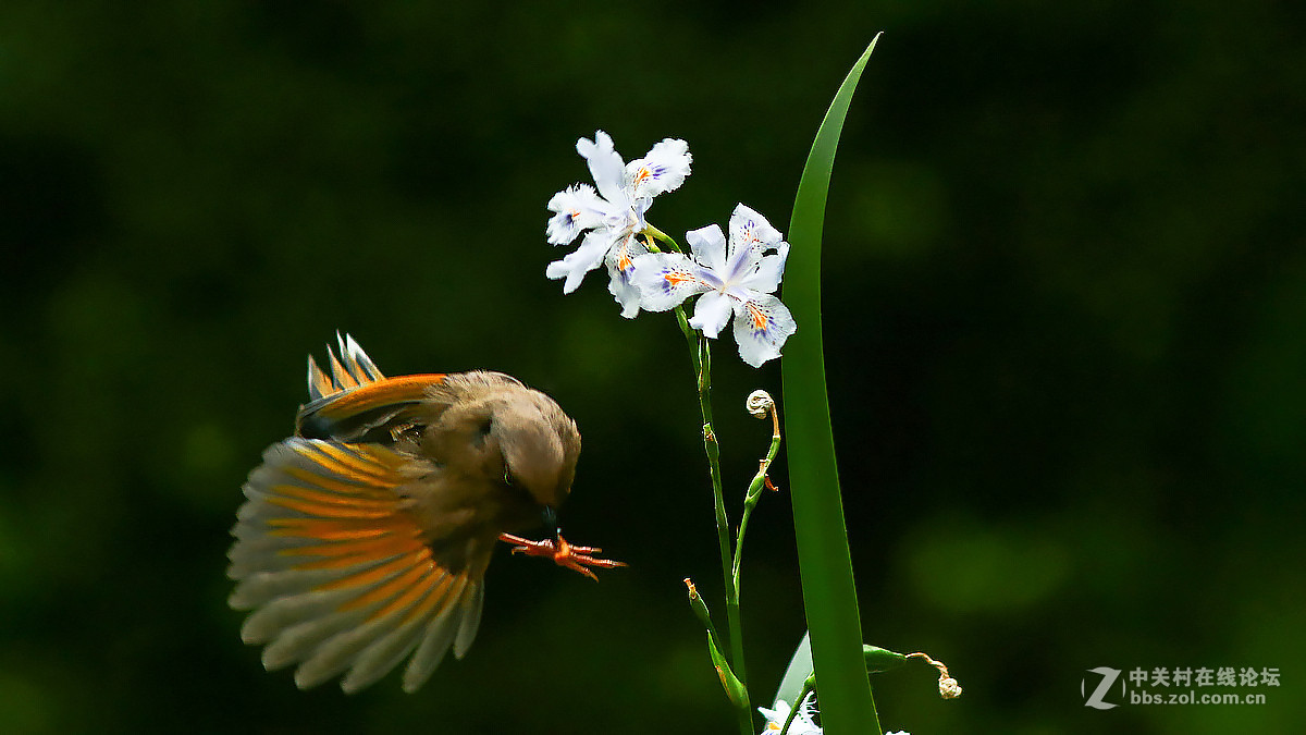 急速抓拍飞版--橙翅噪鹛