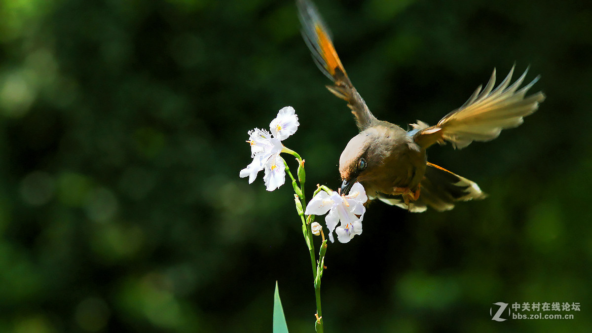 急速抓拍飞版--橙翅噪鹛