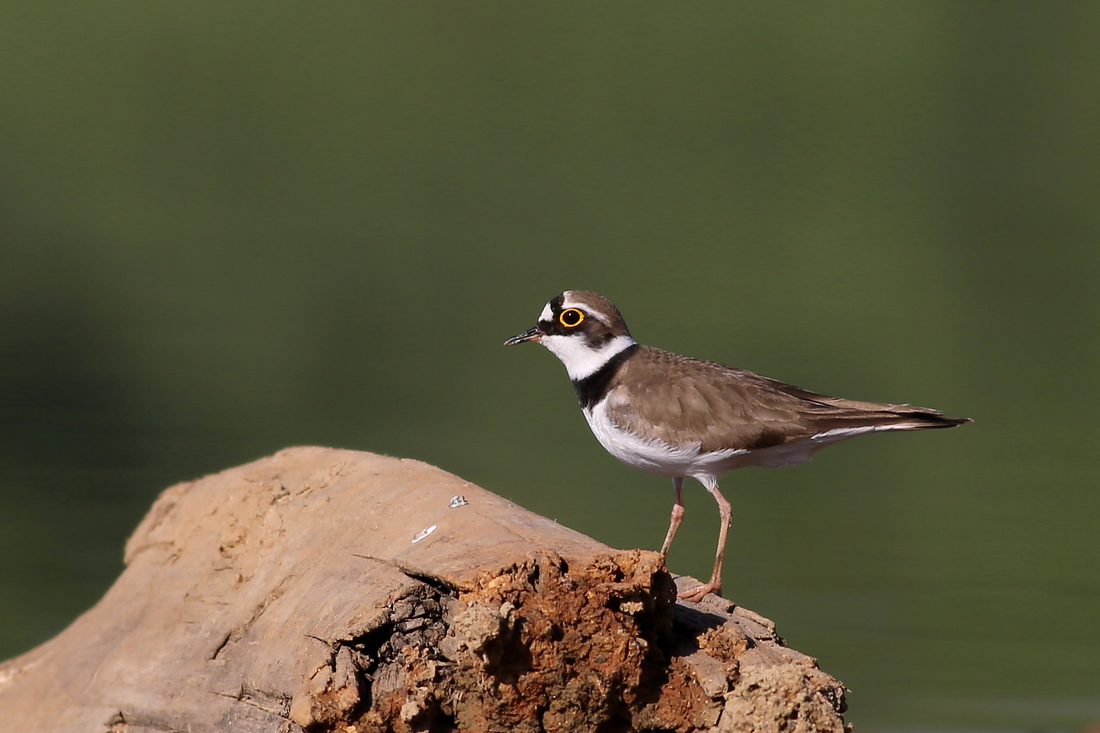 佳能7D2星空(中国)四月份好片共享