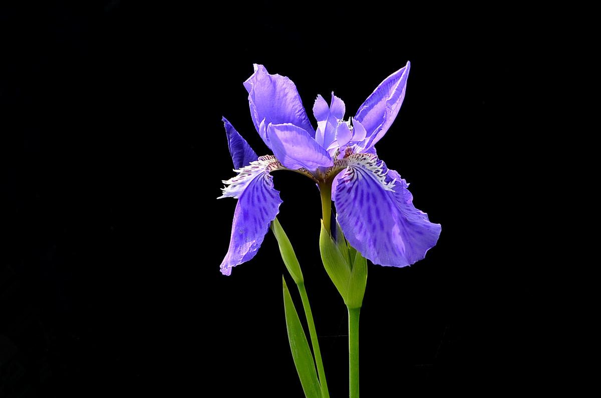 紫色鸢尾花-中关村在线摄影论坛