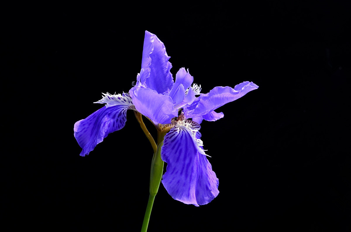 紫色鸢尾花(紫色鸢尾花的隐藏花语)