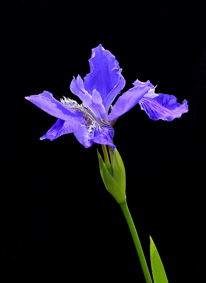 紫色鸢尾花-中关村在线摄影论坛