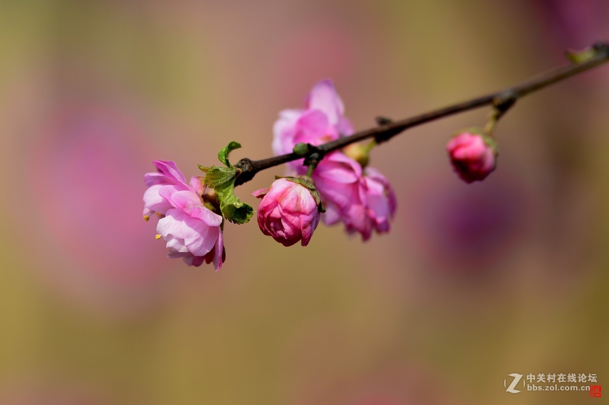 又是一年樱花季