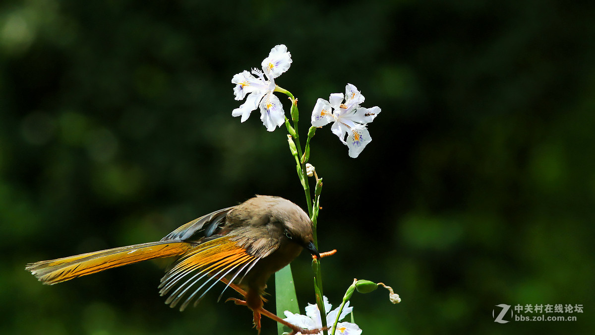 急速抓拍飞版--橙翅噪鹛