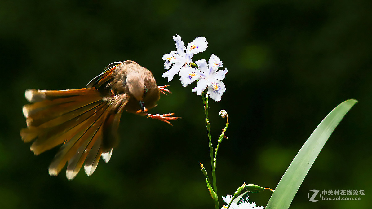 急速抓拍飞版--橙翅噪鹛