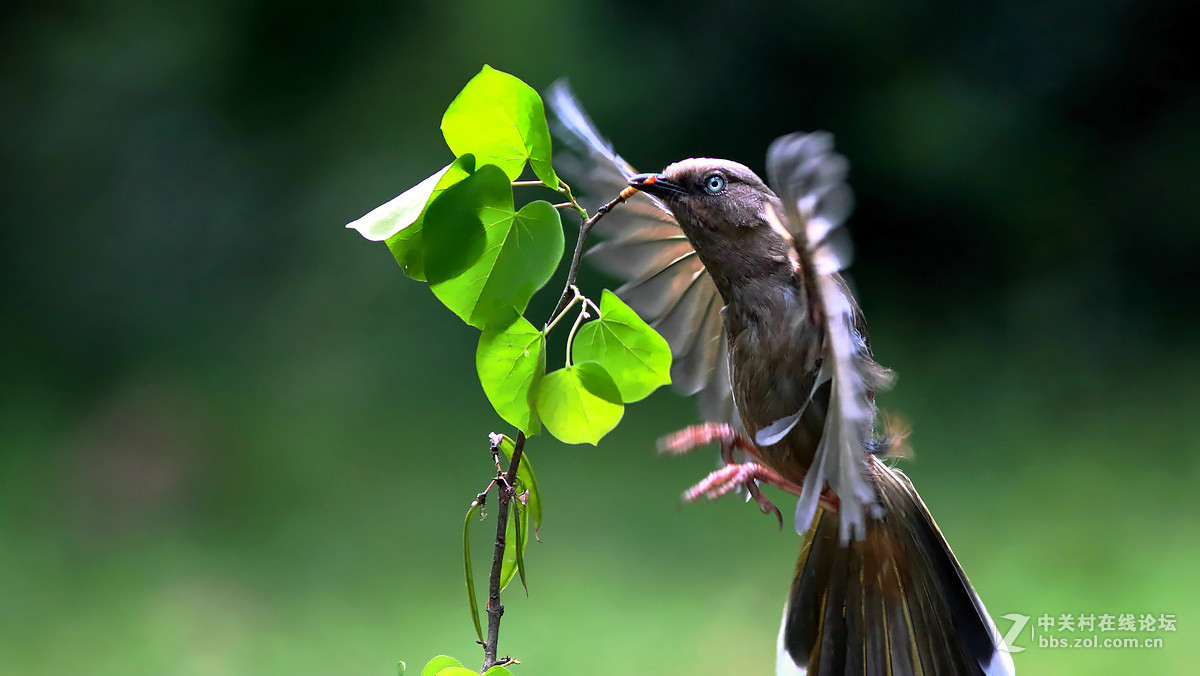 急速抓拍飞版--橙翅噪鹛