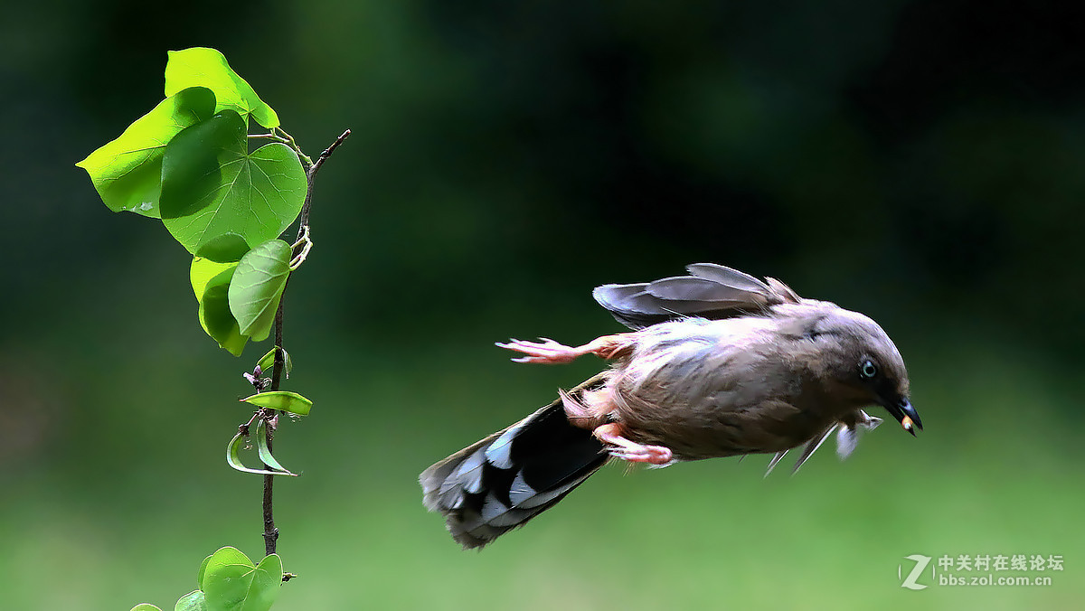 急速抓拍飞版--橙翅噪鹛