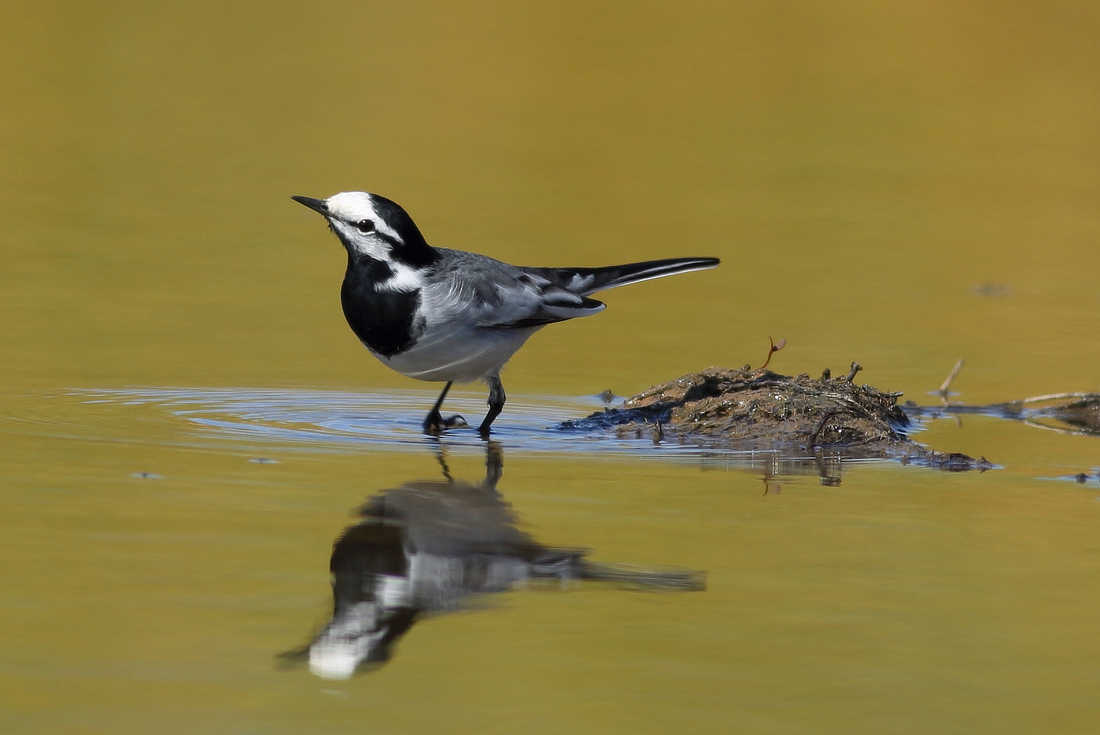 佳能7D2星空(中国)四月份好片共享