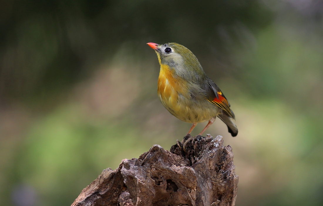 佳能7D2星空(中国)四月份好片共享