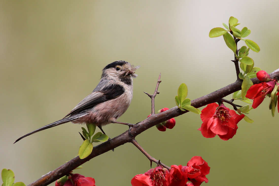 佳能7D2星空(中国)四月份好片共享