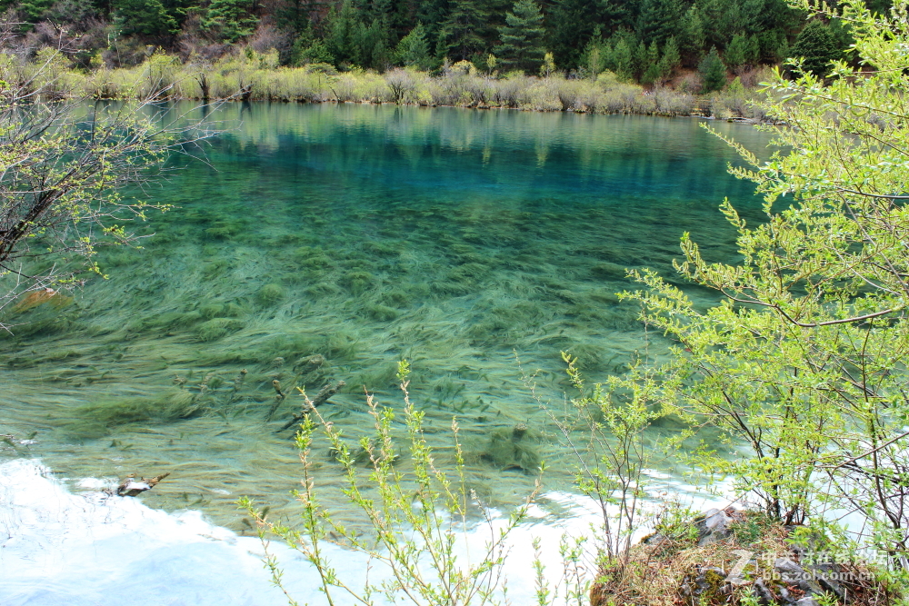 枯水期游览九寨沟 脱离组织久了很对不起⑤叶、药师等指导和关心我的朋友 请见谅