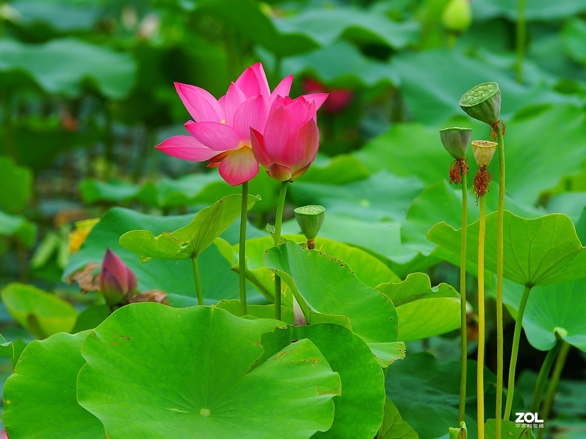 夏荷