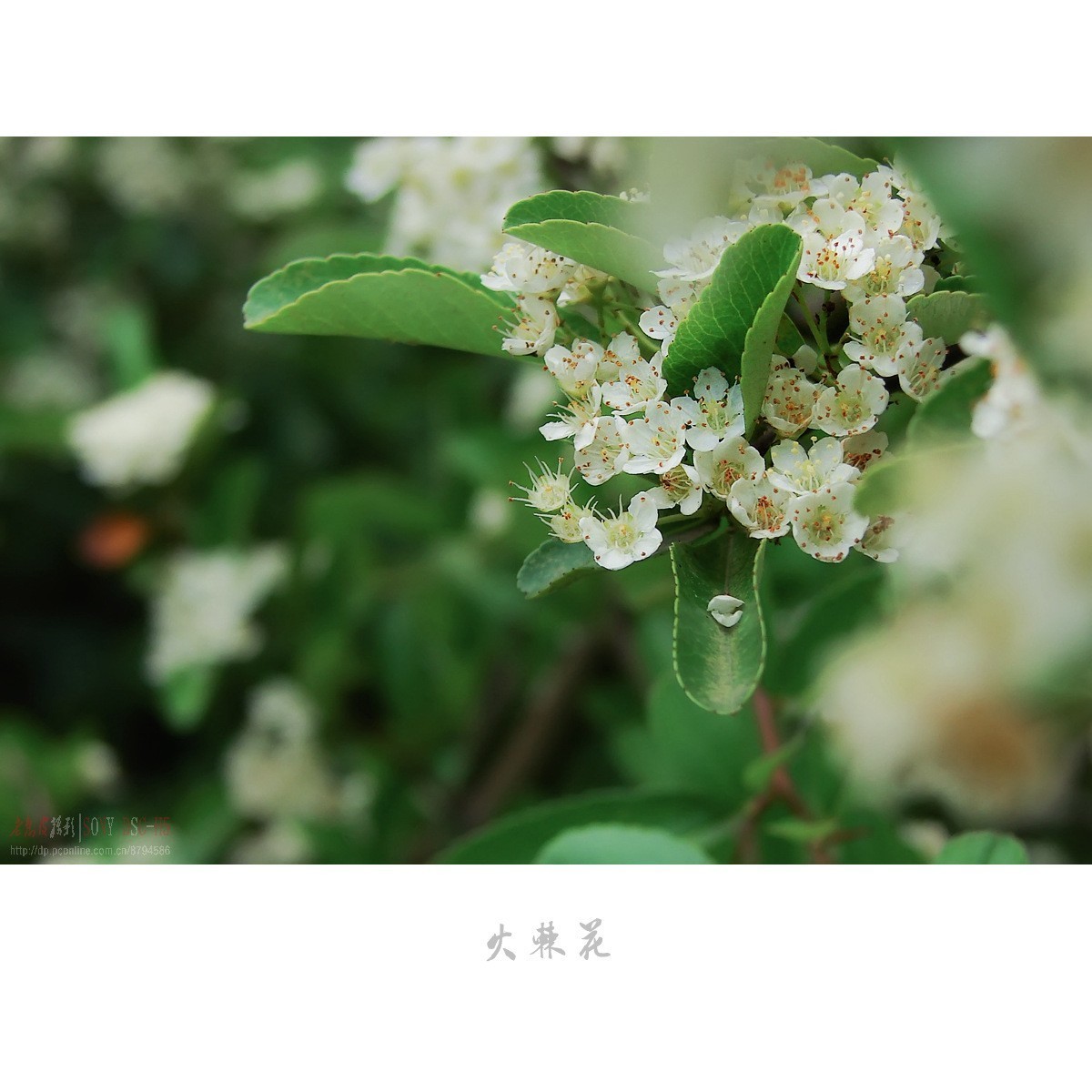 夏日花开白如雪，冬天果熟红胜火——火棘花（附楝树花）