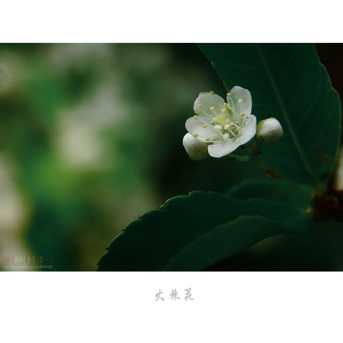 夏日花开白如雪，冬天果熟红胜火——火棘花（附楝树花）