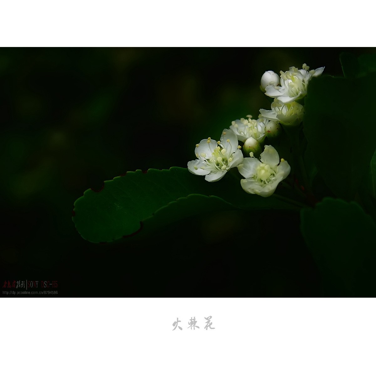 夏日花开白如雪，冬天果熟红胜火——火棘花（附楝树花）