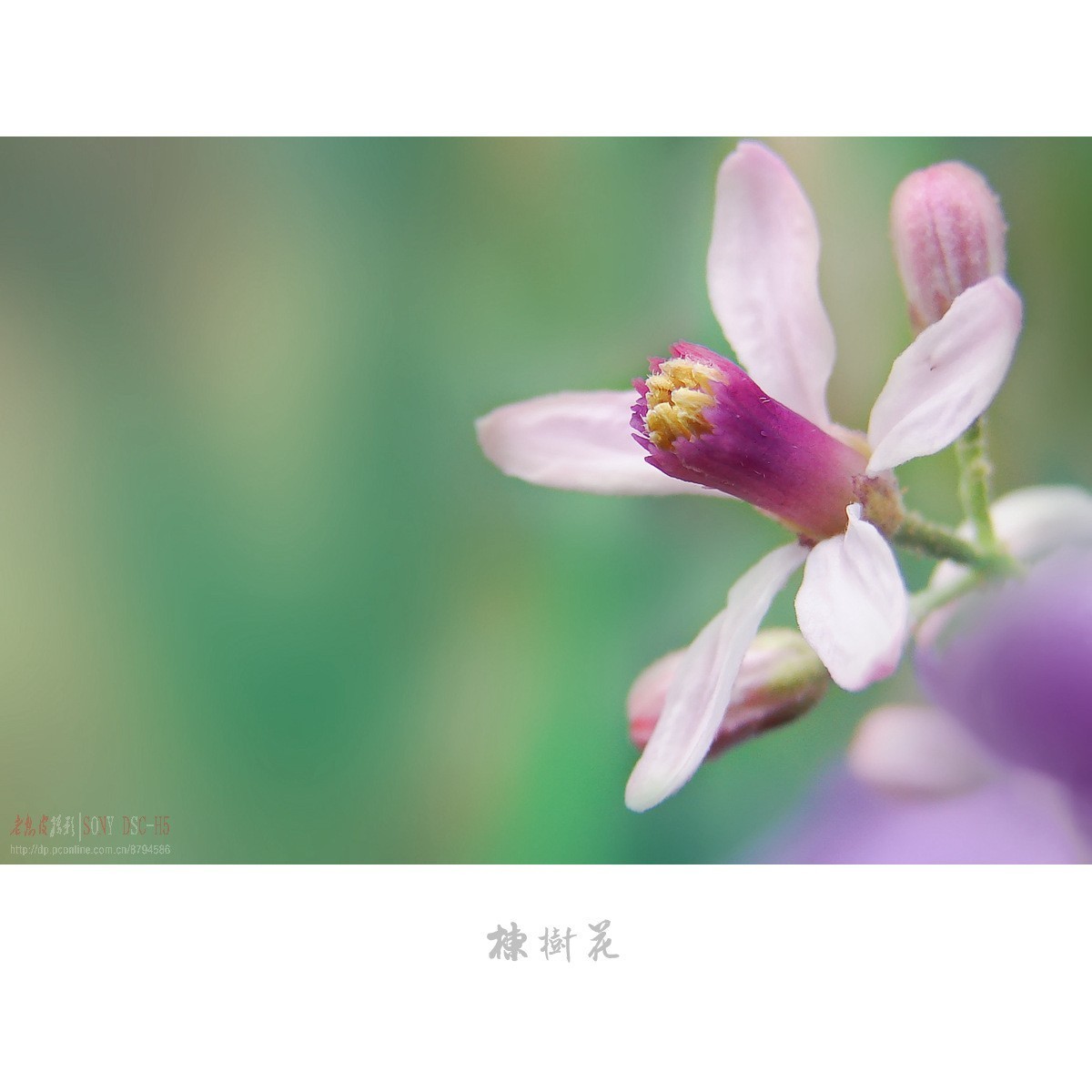 夏日花开白如雪，冬天果熟红胜火——火棘花（附楝树花）