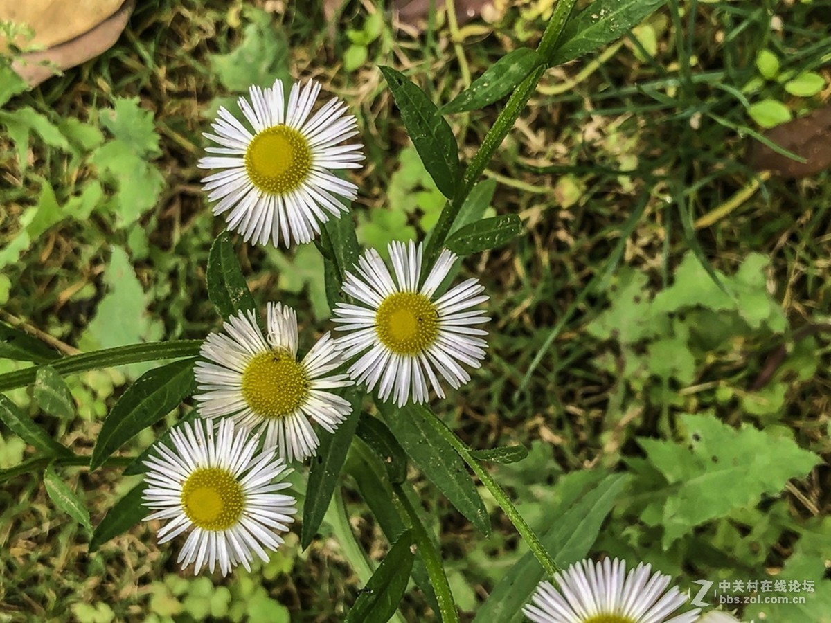 短葶飞蓬(菊科类)-中关村在线摄影论坛