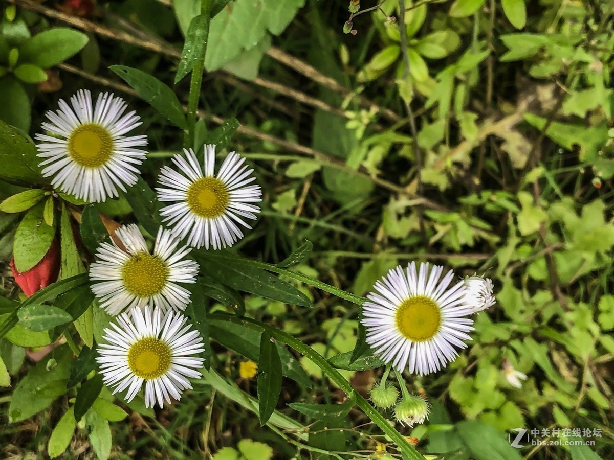 短葶飞蓬(菊科类)-中关村在线摄影论坛