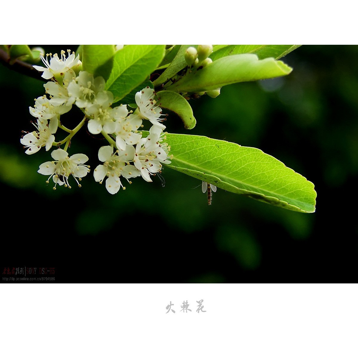 夏日花开白如雪，冬天果熟红胜火——火棘花（附楝树花）