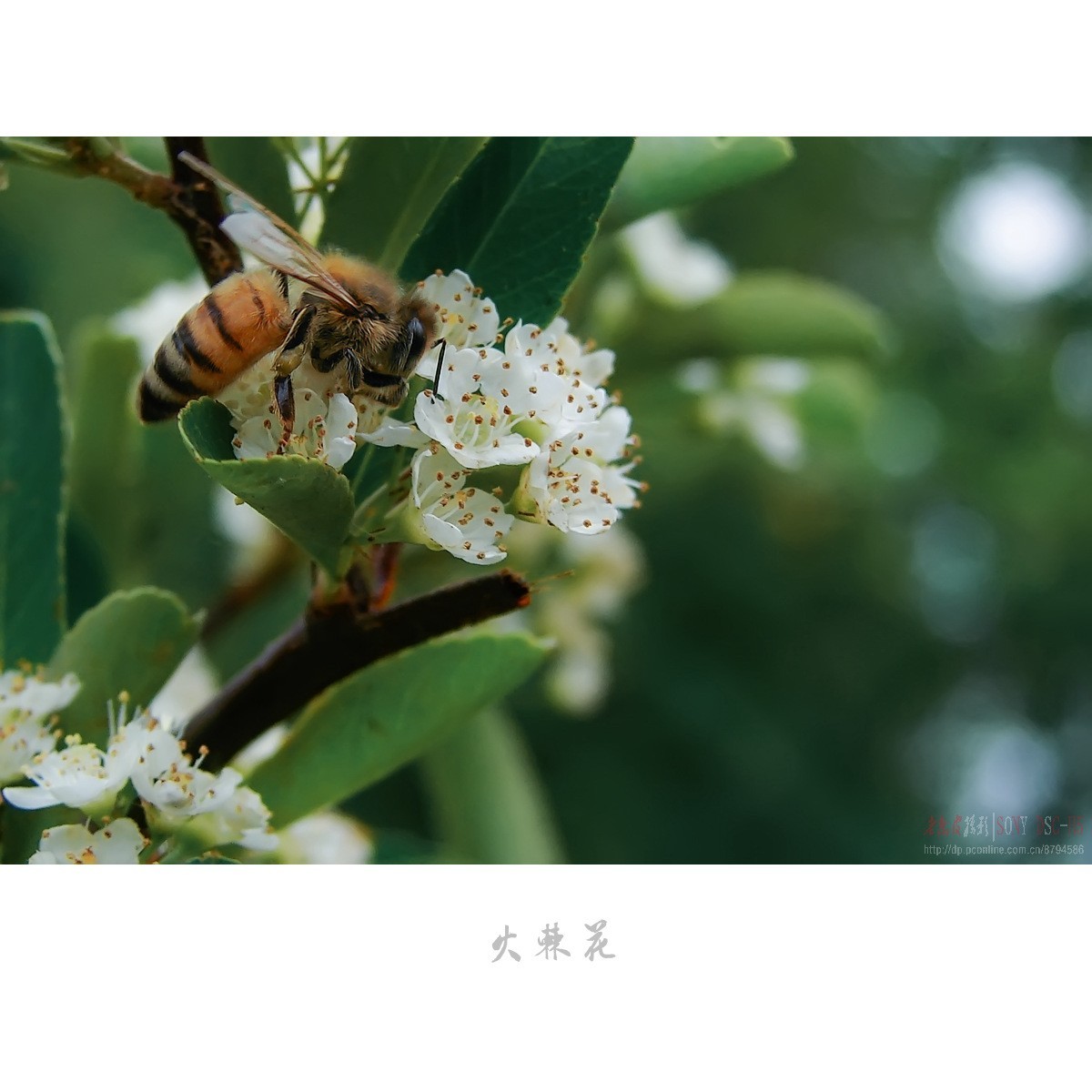 夏日花开白如雪，冬天果熟红胜火——火棘花（附楝树花）