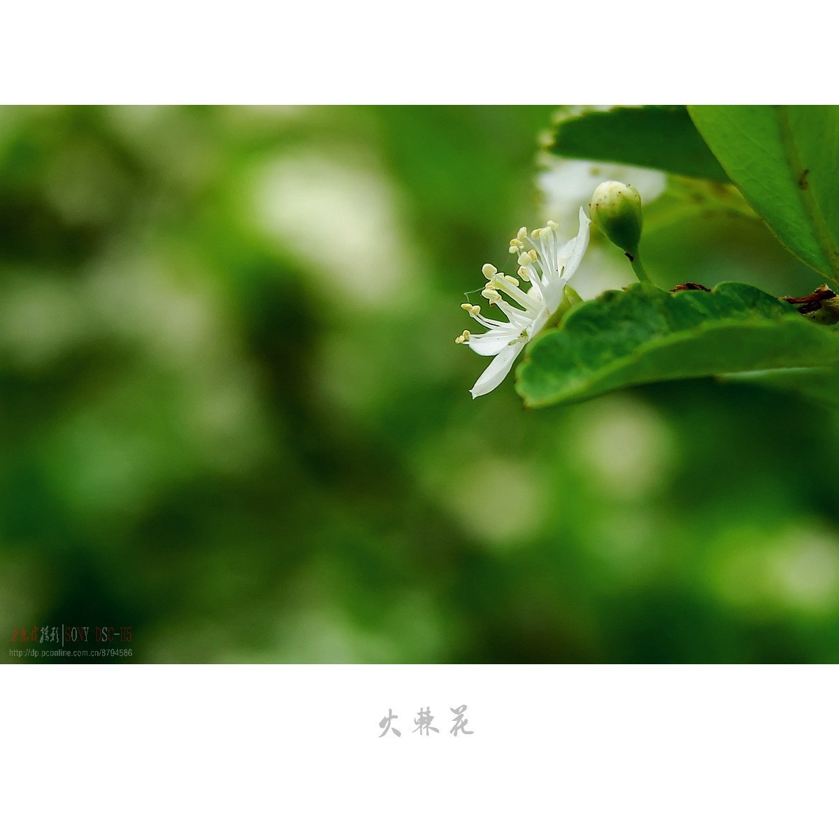 夏日花开白如雪，冬天果熟红胜火——火棘花（附楝树花）