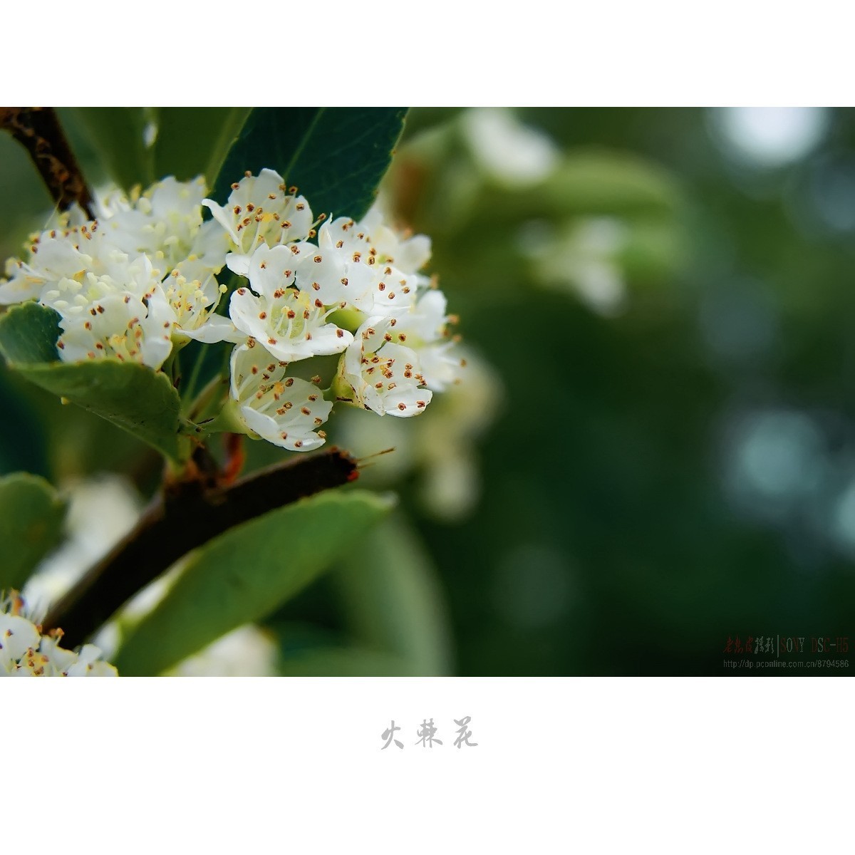 夏日花开白如雪，冬天果熟红胜火——火棘花（附楝树花）