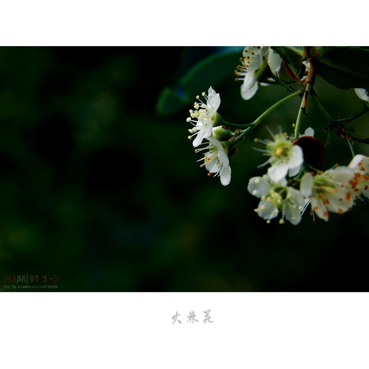 夏日花开白如雪，冬天果熟红胜火——火棘花（附楝树花）