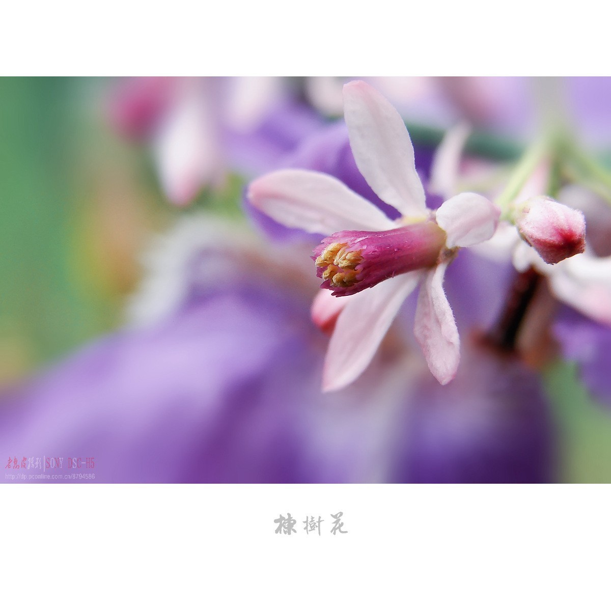 夏日花开白如雪，冬天果熟红胜火——火棘花（附楝树花）