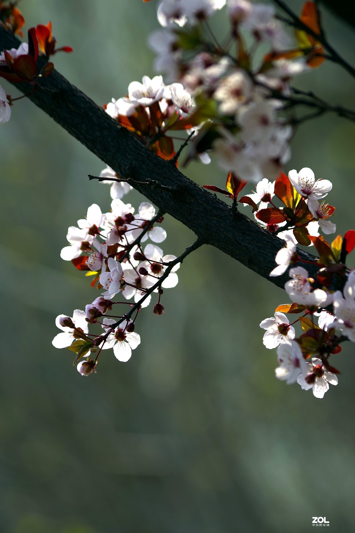 2020 —— 一组紫叶李花-中关村在线摄影论坛