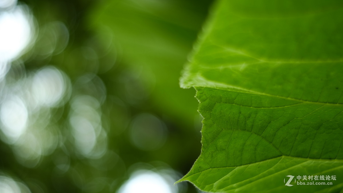 转接镜头大光圈拍的特写