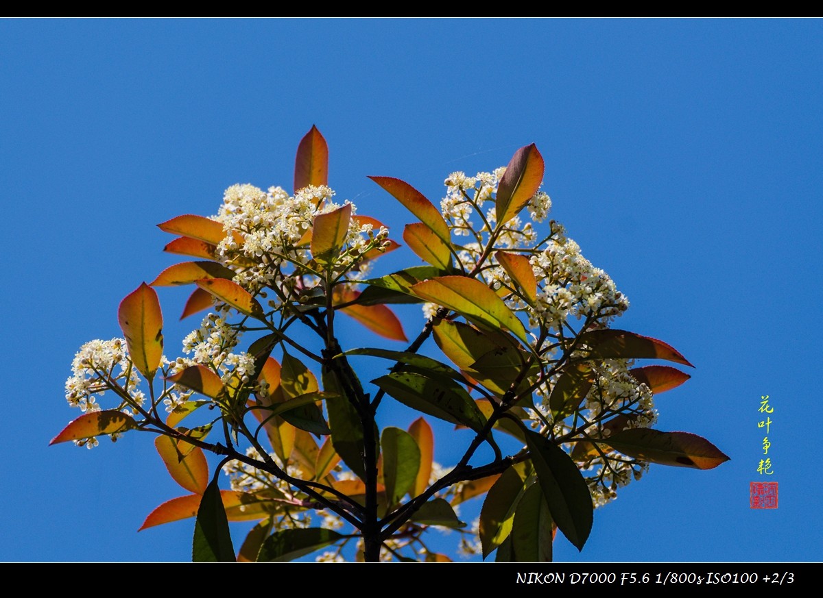 石楠之花叶争艳