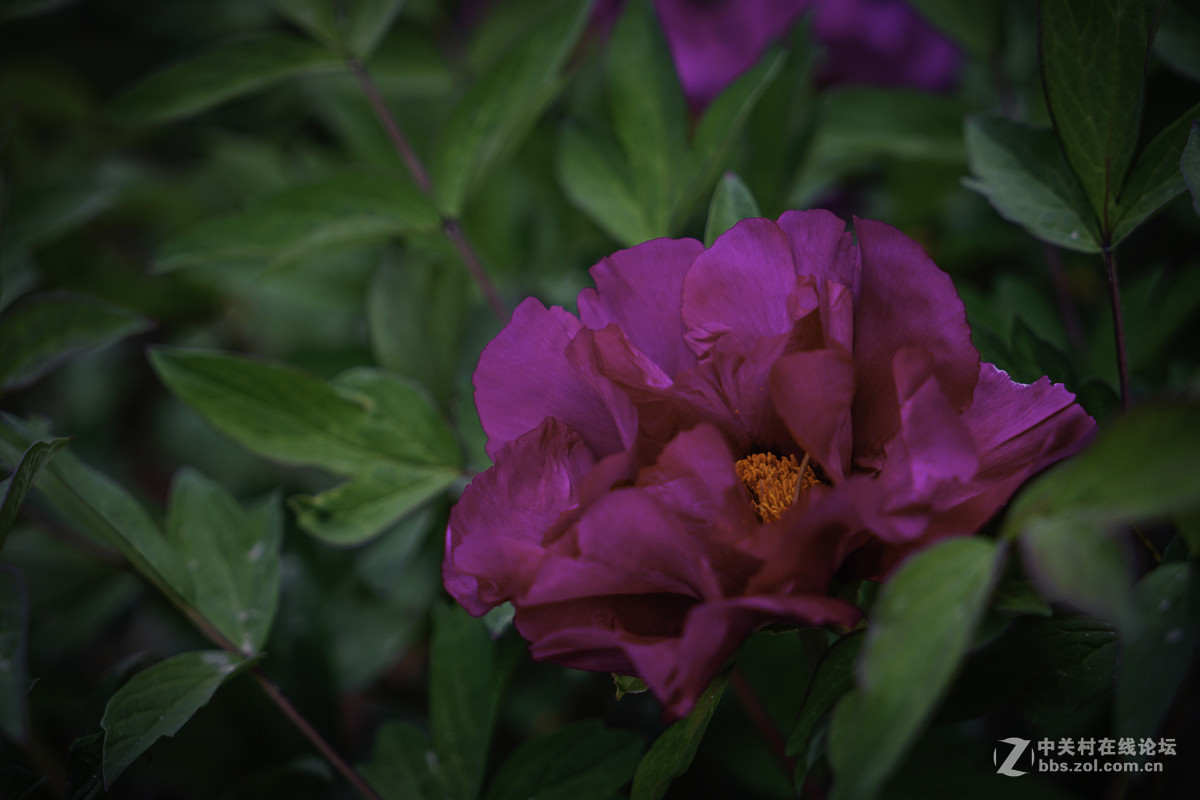 试机片【牡---丹】