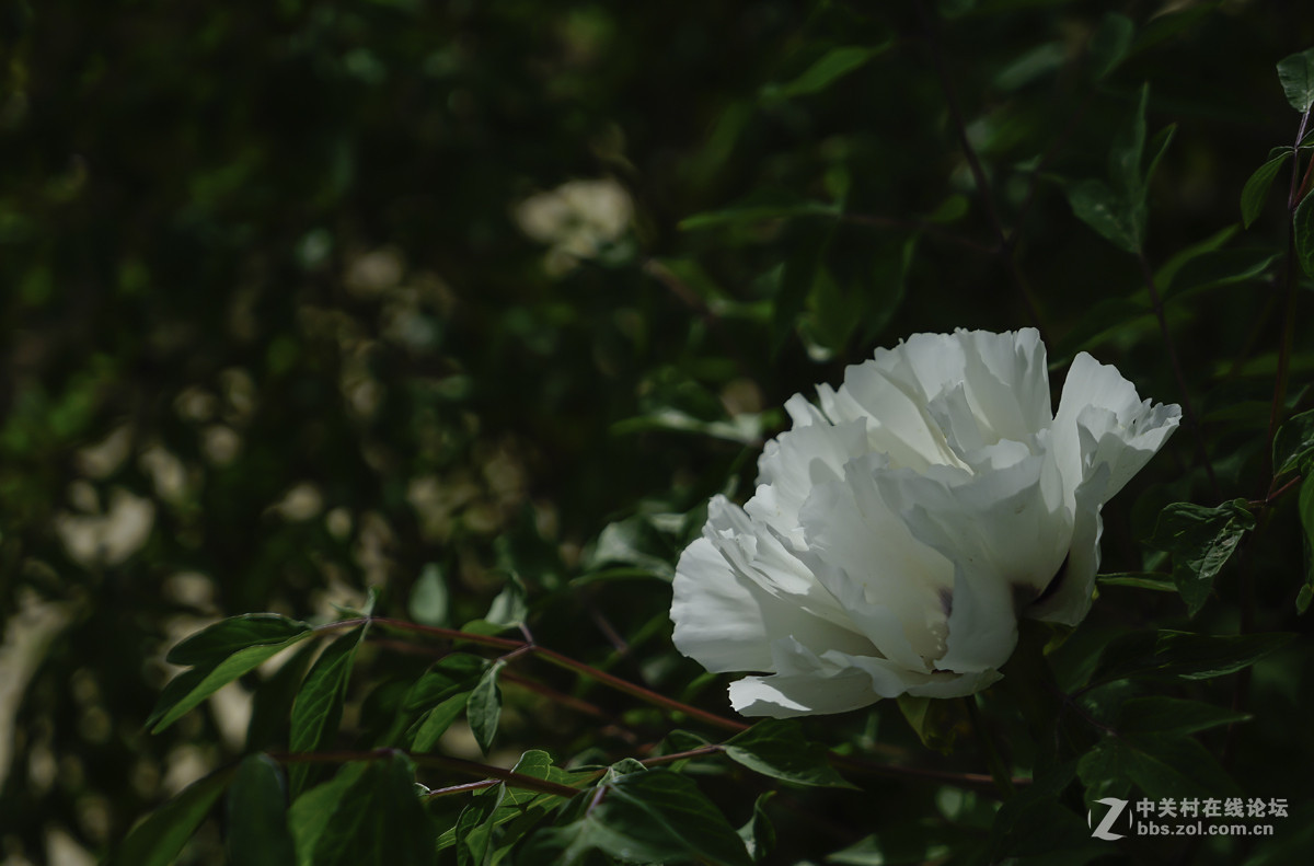 试机片【牡---丹】