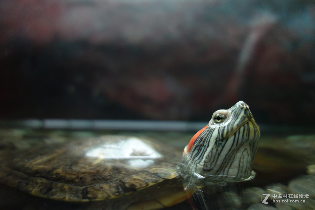 迫不及待/嘟嘟鱼及拙劣的东郊记忆